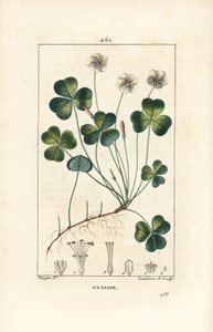 Acedera de madera, Oxalis acetosella, con flor, hoja, tallo, semilla y raíz. Grabado en cobre a mano a color por Lambert Junior de un dibujo de Pierre Jean-Francois Turpin de Chaumeton, Poiret y Chambere de Pierre Jean Francois Turpin
