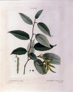Botánica: rama de carpe. Lámina tomada de “Nouveau Duhamel du Monceau o Tratado de Árboles y Arbustos Cultivados en Francia” Acuarela de Pierre Joseph Redoute (1759-1840) 1819 de Pierre Joseph (after) Redoute