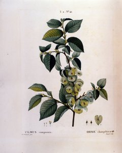 Botánica: rama de olmo. Lámina tomada de “Nouveau Duhamel du Monceau o Tratado de Árboles y Arbustos Cultivados en Francia” Acuarela de Pierre Joseph Redouté (1759-1840) 1819 de Pierre Joseph (after) Redoute