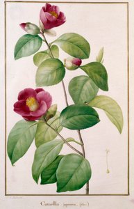 Camellia japonica de Pierre Joseph (after) Redoute