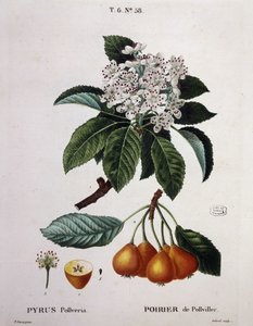 Peral de Pollviller - en 