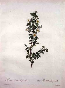 Rosa pimpinelli folia pumila (rosa escocesa enana), grabado por Chapuy, de 