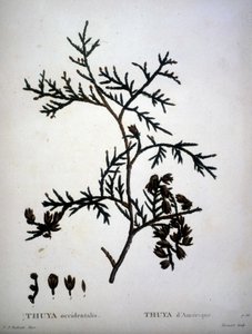 Thuya occidentalis o Thuya de América - en 
