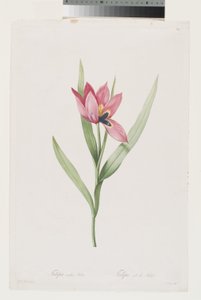 Tulipán Oeil De Soleil de Pierre Joseph (after) Redoute