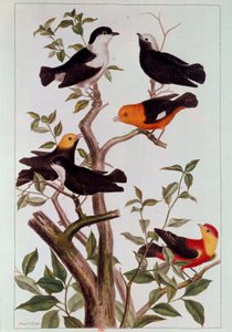 Aves en ramas. Litografía de Pierre Joseph (siglo XVIII) París, B.N. de Pierre Joseph Buchoz