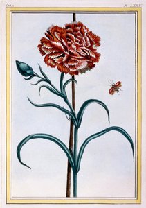 Clavel, pub. 1776 de Pierre Joseph Buchoz