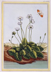 Chiendent de Parnasse Grass of Parnassus, pub. 1776 de Pierre Joseph Buchoz
