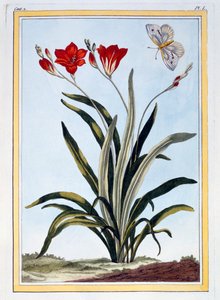Cornlily de Pierre Joseph Buchoz