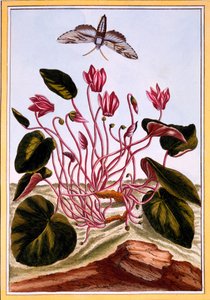 Ciclamen, pub. 1776 de Pierre Joseph Buchoz