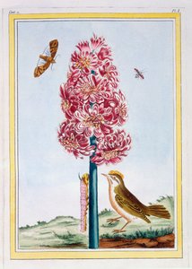 Jacinto, c.1766 (grabado coloreado a mano) de Pierre Joseph Buchoz