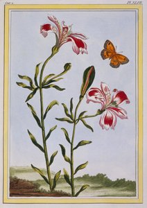 La flor manchada de los incas Lirio peruano, pub. 1776 de Pierre Joseph Buchoz