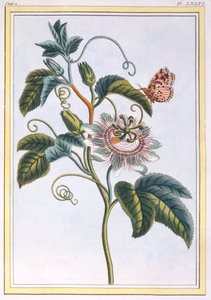 La Grenadille ou Le Maracot, pub. 1776 de Pierre Joseph Buchoz