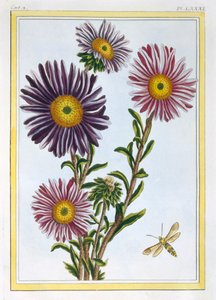 La Reina Margarita Aster, pub. 1776 de Pierre Joseph Buchoz