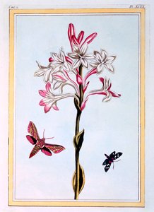 La Tuberose, pub. 1776 de Pierre Joseph Buchoz