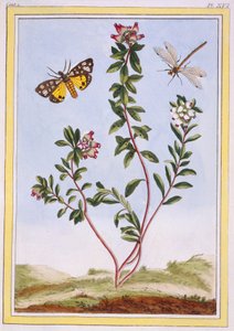 Le Petit arbousier des Aples Mountain heather, pub. 1776 de Pierre Joseph Buchoz