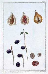Nuez moscada, c1751-1807