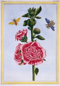 Passerose Hollyhock, pub. 1776 de Pierre Joseph Buchoz