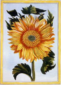 Girasol, pub. 1776 de Pierre Joseph Buchoz