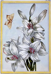 El gran lirio blanco, pub. 1776 de Pierre Joseph Buchoz