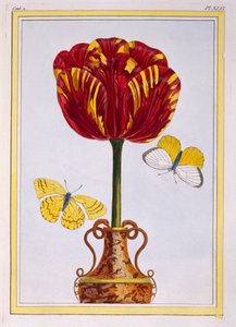 Tulipán 