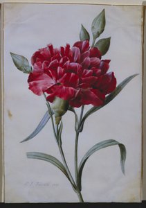 Un clavel rojo oscuro, 1822 de Pierre Joseph Redouté
