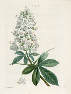 Castaño de Indias, c. 1800-1830