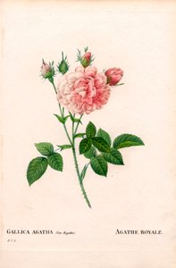 Rosa Agathe Royale, variedad Rosa gallica. Grabado a buril coloreado a mano de Pierre Joseph Redoute