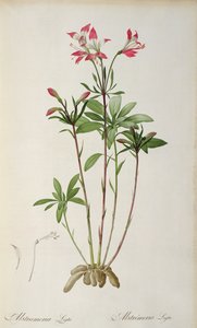 Alstraemeria Ligtu, de 