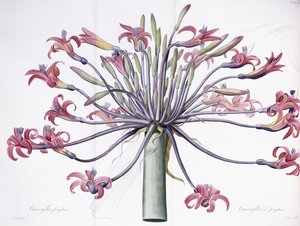 Amaryllis Josephina, 1802-1816 de Pierre Joseph Redouté