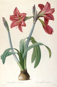 Amaryllis brasiliensis Amaryllis brasileña de Pierre Joseph Redouté