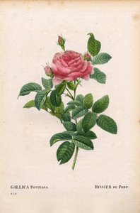 Rosa gallica variedad Andre Du Pont. Grabado de Pierre Joseph Redouté en 