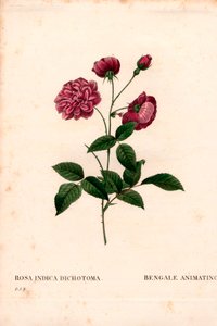 Rosa de China animada, híbrido de Rosa chinensis, La Bengala animada. Grabado en cobre a mano coloreado de 