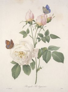 Bengale Thé hyménée, de Choix Des Plus Belle Fleurs et des Plus Beaux Fruits, 1827
