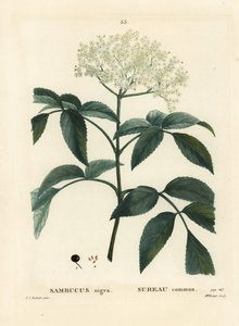 Saúco negro o saúco europeo, Sambucus nigra. Grabado a puntos coloreado a mano por Miss Brenet después de una ilustración de Pierre-Joseph Redoute del Tratado de Árboles y Arbustos de Henri Louis Duhamel du Moncel, París de Pierre Joseph Redouté