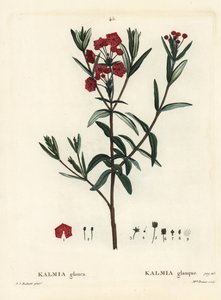 Laurel de pantano, Kalmia polifolia. Grabado a mano coloreado por Miss Brenet después de una ilustración de Pierre-Joseph Redouté del 