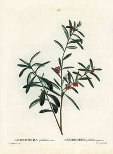 Romero de pantano, Andromeda polifolia. Grabado a mano coloreado después de una ilustración de Pierre-Joseph Redouté del 