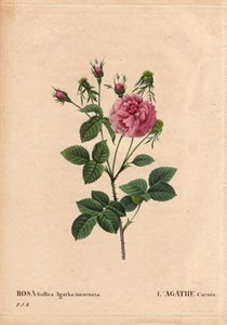 Lámina botánica, flor, variedad de rosa: Agathe carnee (Rosa gallica agatha incarnata). Origen desconocido, especie híbrida de Rosa Gallica Damascena. En Les Roses, Volumen 2 por Pierre Joseph Redoute