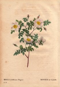 Tabla botánica, flor, variedad de rosa: Rosa blanca de De Candolle o Rosa de Candolle (Rosa candolleana elegans). Rosa silvestre, descubierta en el sur de Europa y nombrada De Candolle en 1819. En “Les Roses”, Volumen 2 de Pierre Joseph Redoute (1759-1840) de Pierre Joseph Redouté