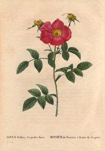 Tabla botánica, flor, variedad de rosa: Rosa de Provin con Stapelia floreciendo (Rosa Gallica Stapeliae flora), probablemente especie extirpada. En “Les Roses”, Volumen 2 de Pierre Joseph Redoute (1759-1840) de Pierre Joseph Redouté
