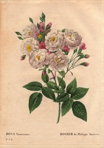 Lámina botánica, flor, variedad de rosa: Rosa de avellana de Philippe (Rosa noisettiana). Especie híbrida de rosa moschata chinensis cultivada en los Estados Unidos por John Champney e introducida en Francia por Philippe Noisette en 1814. En “Les Roses,” V