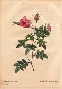 Tabla botánica, Flor, Variedad de Rosa: Rosa con flores pequeñas (Rosa parvi-flora o Rosa parvi flora) de América del Norte. En “Les Roses”, Volumen 2 por Pierre Joseph Redouté (1759-1840) de Pierre Joseph Redouté