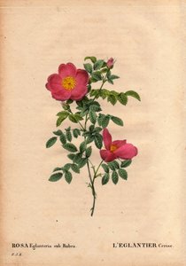 Lámina botánica, flor, variedad de rosa: El Eglantier de Cereza (Rosa eglanteria sub rubra) registrado en los invernaderos de Monsieur Vilmorin, circa 1820 y obtenido por las semillas de la rosa amarilla foetida. En Les Roses, Volumen 2 por Pierre Joseph R de Pierre Joseph Redouté