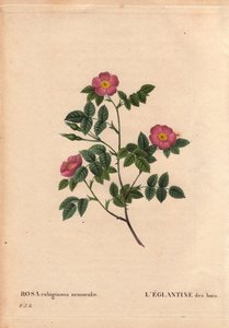 Tablero botánico, flor, variedad de rosa: La eglantina de los bosques. (Rosa rubiginosa nemoralis). Especie de Europa. En "Les Roses", Volumen 2 por Pierre Joseph Redoute (1759-1840) de Pierre Joseph Redouté