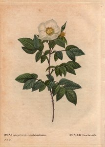 Lámina botánica, flor, variedad de rosa: La rosa Leschenault (Rosa sempervirens Leschenaultiana). Descubierta por Monsieur Leschenault en los Nilgiri (o Nilagiri o Nilgiris) también llamados Montañas Azules de la India. En la región de Tamil Nadu, antes de de Pierre Joseph Redouté