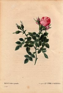 Tabla botánica, flor, variedad de rosa: Las Cuatro Estaciones Pequeñas (Cuatro Estaciones). En latín: Rosa bifera pumila, cultivada por Monsieur Noel, París, Francia, antes de 1824. En “Les Roses”, Volumen 2 de Pierre Joseph Redoute (1759-1840) de Pierre Joseph Redouté
