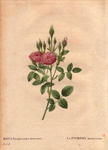 Tabla botánica, flor, variedad de rosa: El pompon brillante tipo “Rosa de Meaux” (Rosa Pomponiana muscosa) descubierto en un jardín en el oeste de Inglaterra alrededor de 1801. En “Les Roses”, Volumen 2 por Pierre Joseph Redoute (1759-1840) de Pierre Joseph Redouté