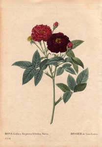Tabla botánica, flor, variedad de rosa: Rosa de Van Eeden (Rosa Gallica Purpurea Velutina Parva). Cultivada en los Países Bajos por Van Eeden antes de 1810. En “Les Roses”, Volumen 2 de Pierre Joseph Redoute (1759-1840) de Pierre Joseph Redouté
