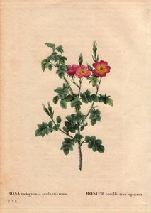 Tablero botánico, flor, variedad de rosa: Rosa rust muy espinosa (Rosa rubiginosa aculeatissima). Obtenida por semillas y criada por Du Pont alrededor de 1810. En "Les Roses", Volumen 2 por Pierre Joseph Redoute (1759-1840) de Pierre Joseph Redouté