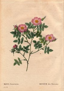 Tabla botánica, flor, variedad de rosa: Rosa de arbusto (Rosa dumetorum). De la familia de las rosas caninas de Europa y Asia, descubierta antes de 1821. En “Les Roses”, Volumen 2 de Pierre Joseph Redoute (1759-1840) de Pierre Joseph Redouté