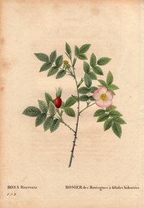 Lámina botánica, flor, variedad de rosa: Rosa de montaña con folíolos bidentados (Rosa Biserrata). Recogida por el Doctor Merat antes de 1812 en Mont Valerien cerca de París, Francia. En “Les Roses,” Volumen 2 de Pierre Joseph Redouté (1759-1840) de Pierre Joseph Redouté